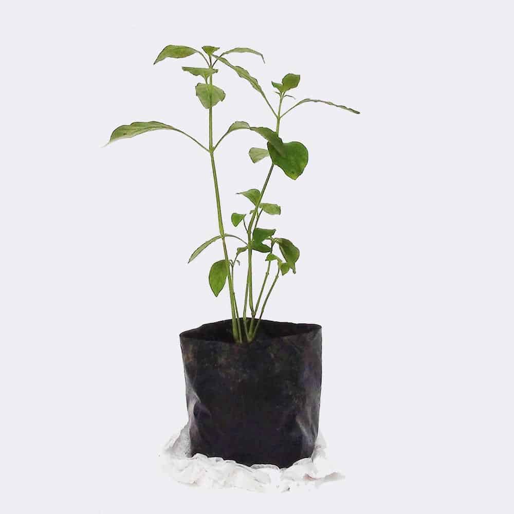Store plant2 free img